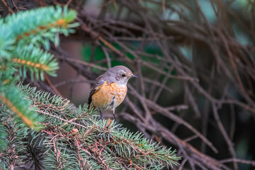 The common redstart female, Phoenicurus phoenicurus, is photographed in close-up sitting on a branch against a blurred background.