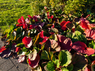 View of colorful leaves of flowering plant purple bergenia (Bergenia purpurascens) in autumn in...