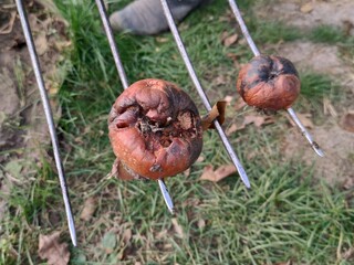 Garbage on the site, rotten apples on garden tools, pitchfork, agriculture