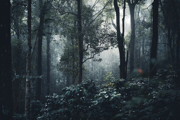 Trees and coffee trees in the foggy forest