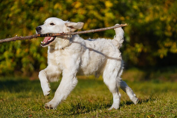 Happy golden retriever puppy runs with a long stick in his teeth through a dog park against the background of autumn blurred foliage. Active games with the dog to maintain its health
