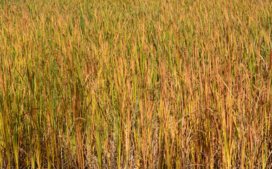 Nature background of autumn wetland golden and red cattail leaves or Typha latifolia