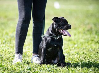 staffordshire bull terrier
