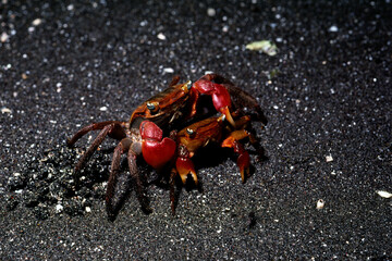 アカテガニのカップル　メスを抱えたオス　アカテガニ