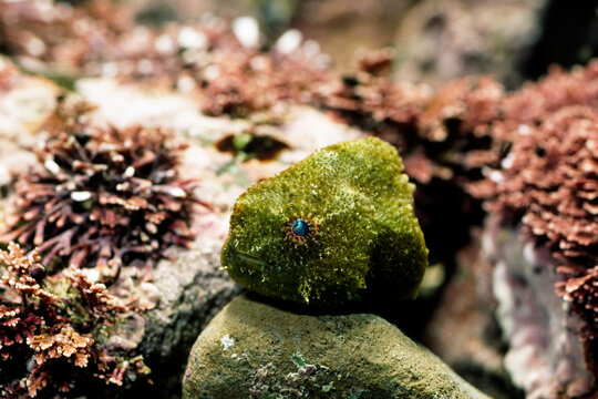 ダンゴウオ　緑