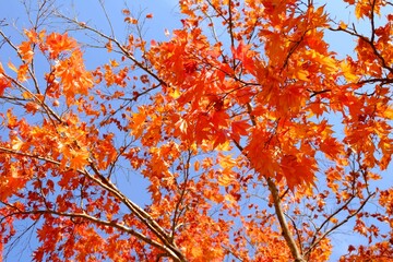 Blur orange maple leaves on blue sky background. Autumn concept.