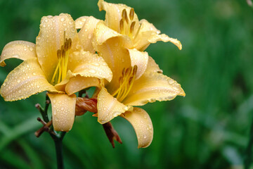 A yellow daylily flower, latin name Hemerocallis lilioasphodelus, at sunset with rain drops. It is also known as the lemon daylily.