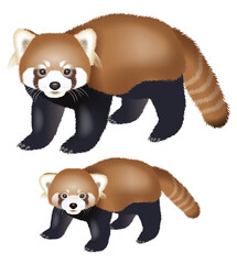 レッサーパンダのイラスト