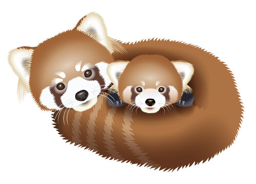 レッドパンダ Images Browse 1 Stock Photos Vectors And Video Adobe Stock