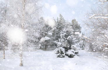Fototapeta na wymiar Winter Park. Landscape in snowy weather. January.