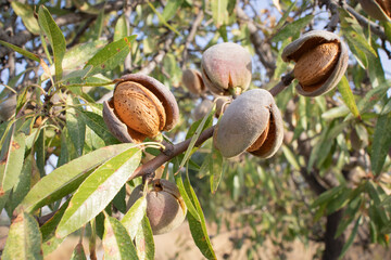 Ripe almonds on the tree ready to harvest.