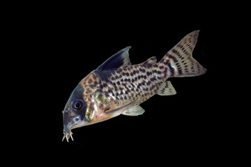 コリドラス　コリドラス・レウコメラス　黒バック