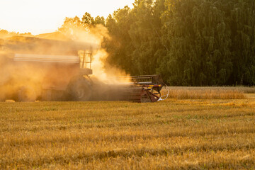 Combine harvester harvest ripe wheat on the field in lights of golden sunset. Selective focus.