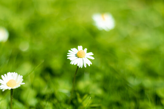 daisy flower  in the grass blurred background 