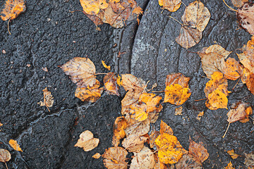 Autumn rain in the park