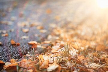 Autumn rain in the park