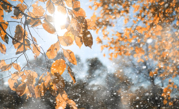 Autumn park in the first snow