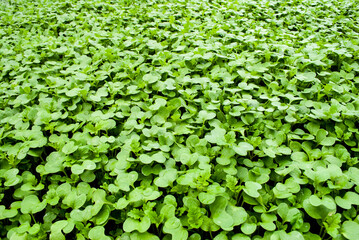 background green grass shoots