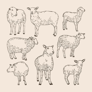 Set Of Hand Drawn Sheep Collections