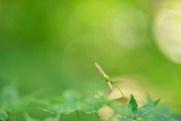 日本の夏　ファンタジックな紅葉の種子（別名　トンボ） © kagengetu