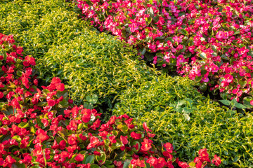 Landscape background with bright red flower beds blossoming against green tall grass