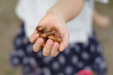 手のひらの上のどんぐり