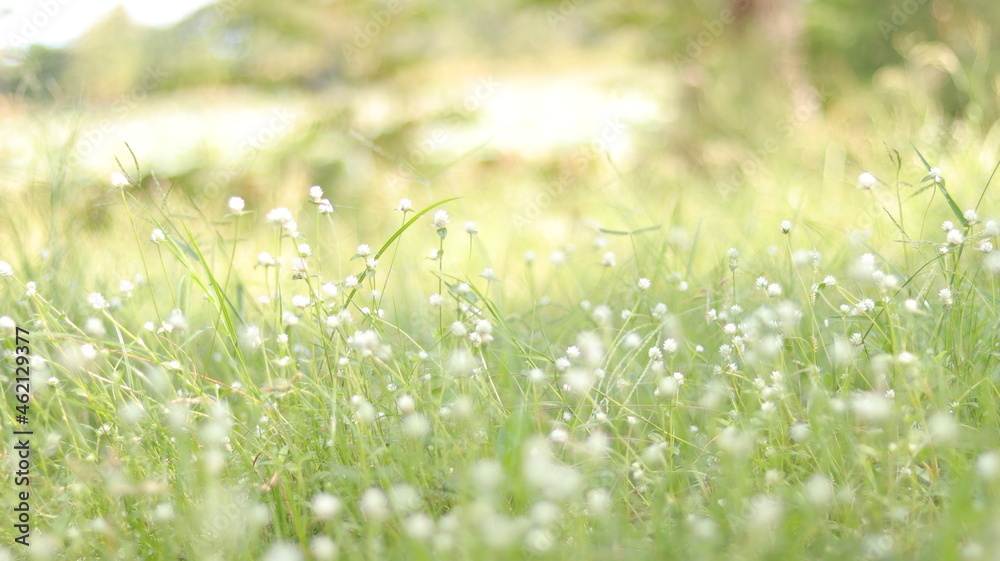 Wall mural green grass and sun