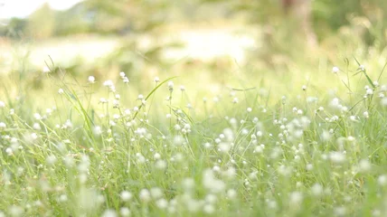 Photo sur Aluminium Herbe green grass and sun