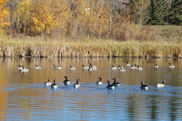 Naklejka na ściany i meble The Flock of Geese, Pylypow Wetlands, Edmonton, Alberta