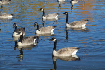 Obraz premium Family Of Geese, Pylypow Wetlands, Edmonton, Alberta