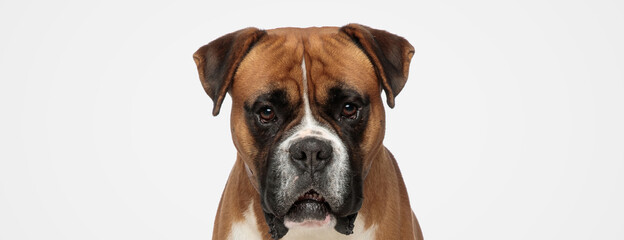 adorable boxer dog looking at the camera
