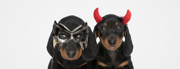 two teckel dogs are wearing devil horns