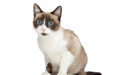 side view of adorable metis kitty with blue eyes sitting on white background
