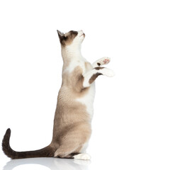 side view of adorable curious metis cat standing on back legs