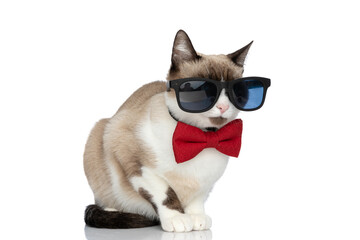 cool elegant little cat with bowtie and sunglasses sitting in studio