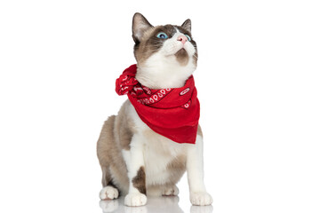 eager little metis cat with blue eyes looking up and wearing red bandana