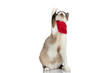 curious small metis cat with red bandana holding leg in the air and looking up