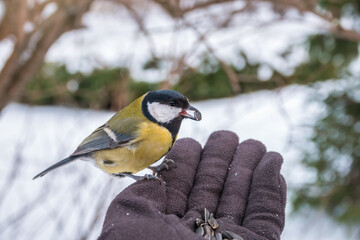 The tit eats seeds from a hand