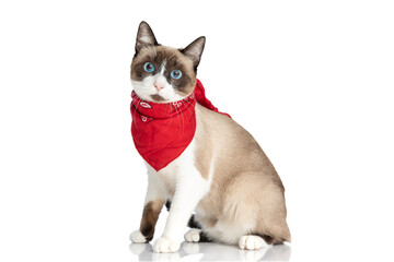 side view of cute little cat with blue eyes wearing red bandana