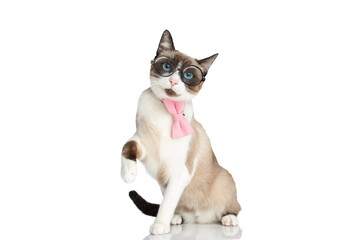 adorable sweet cat with bowtie wearing glasses and holding leg in the air