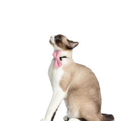 side view of adorable metis cat wearing pink bowtie and looking up