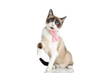 adorable metis kitty with pink bowtie and blue eyes holding leg in the air