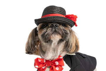 cute elegant shih tzu puppy wearing black hat and suit and trying to see