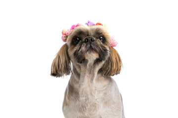 beautiful shih tzu dog looking up and wearing headband flowers