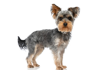side view of lovely little yorkshire terrier dog wearing collar and standing
