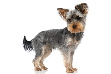 side view of cute little yorkie pup looking to side and standing