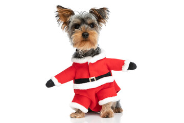 adorable little yorkshire terrier puppy wearing santa claus costume