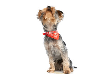 curious small yorkshire terrier dog wearing red bandana and looking up
