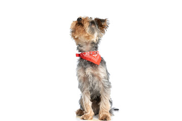cute little yorkshire terrier puppy looking up and wearing red bandana