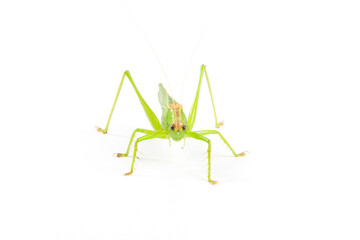 green grasshopper isolated on white background